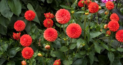 Fleurs de Dahlia Ball, dans les jardins Victoria Butchart, en Colombie-Britannique, au Canada.