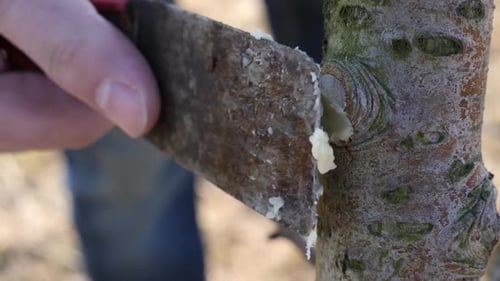 282 Seiten. Gartenarbeit. Abschmieren von Zweigen von Obstbäumen. Der Beruf eines Gärtners.