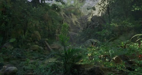 Daylight Rainforest Scene with Diverse Plants and Rocky Terrain