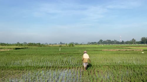 Lone Farmer Walking Through Green Rice Paddy