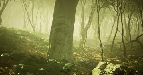 Enchanted Forest with Mist and Sunlight Filtering Through Trees