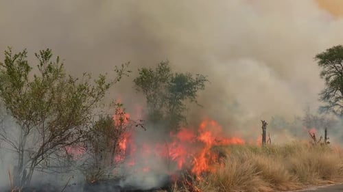 Controlled Fire, Burning Grass and Trees by the Road in South Africa, Full Frame