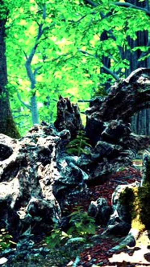 Forest Landscape with Old Massive Trees and Mossy Stones