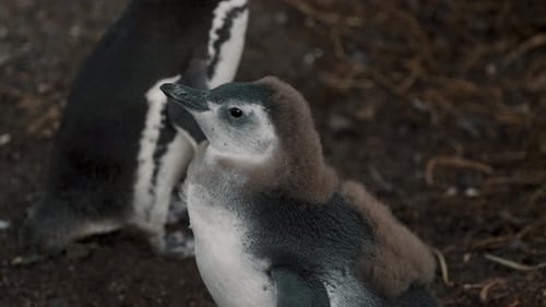 Closeup Of Magellanic Penguin Chick On A Windy Day.