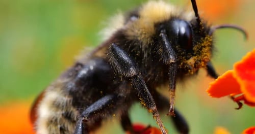 Bumble Bee Collecting Pollen on Orange Flower