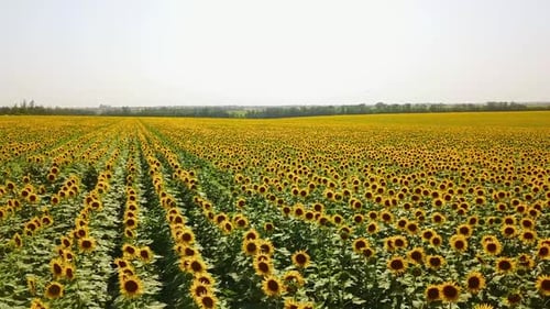 Aerial View of Sunflowers Field Drone Flight Over Blooming Sunflower Field Quadcopter Moving Across