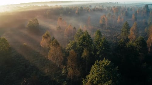 Golden Dawn Aerial View of Misty Forest with Autumnal Elegance