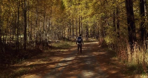 Aerial view of a man hiking in the mountains, walking through the trees and breathing pure air. Co