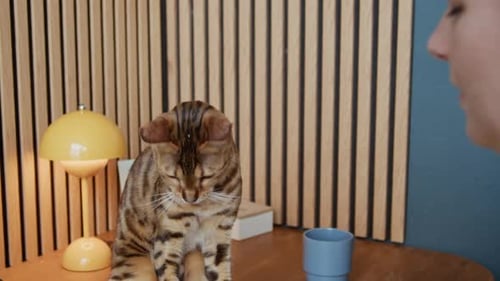 Woman pets Bengal cat at desk