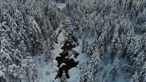 Aerial Drone View Of Dark River Meandering Through Snowy Forest