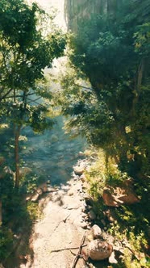 A River Running Through a Lush Green Forest
