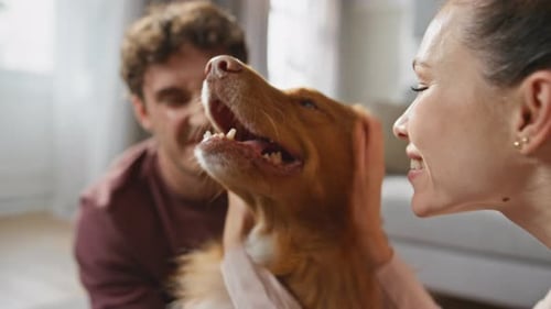 Happy Dog Feeling Love Enjoy Caress From Family at Home Close Up Woman Stroking