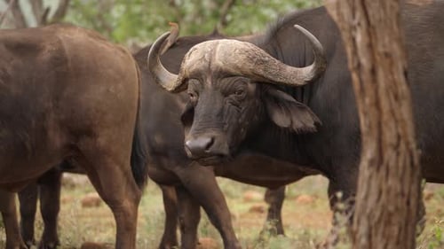 Un búfalo africano del Cabo de color oscuro mastica caramelos y mira directamente a la cámara