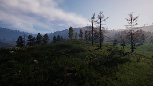 Pine Tree Forrest in the Montains