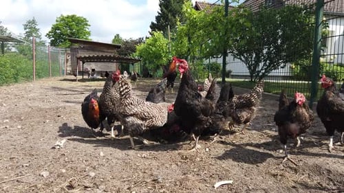 some chickens on a chicken farm in slow motion