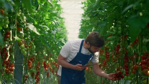 Botanical Scientist Modern Device Monitoring Plants Growing on Technological Farm. Responsible Man