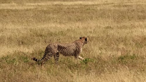 A medium shot of a lone cheetah wandering the vast plains of Serengeti National Park, in Africa.