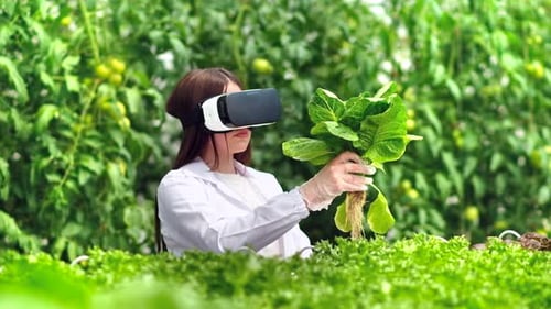Woman in VR Goggles Inspects Lettuce in Greenhouse