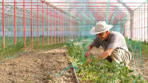 Adult Working in a Greenhouse with Green Plants