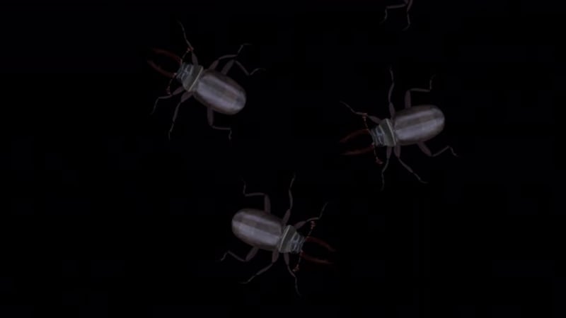 Fantasy Stag Beetles - Swarm of 7 Bugs - Randomly Crossing Loop 4K ...