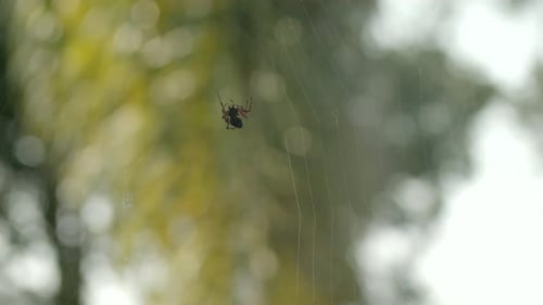 Spider On Web Isolated In Nature Background. Selective Focus Shot