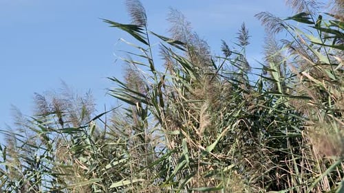 Reeds Swaying in the Wind Against Blue Sky