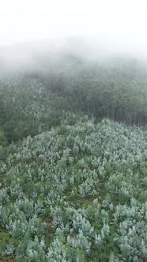 Vertical Video of Foggy Forest