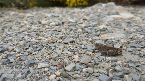 Grasshopper insect jumping on road in nature