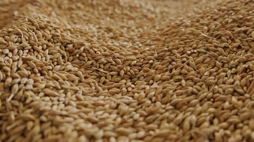 Mouvement de caméra de fond de grain de blé