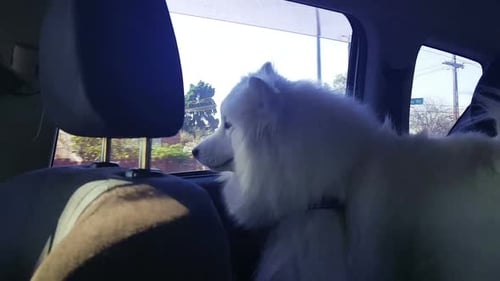Dog Riding in the Backseat of Car