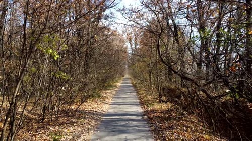 Alley with Trees A Paved Path Between Trees and Bushes Without Leaves