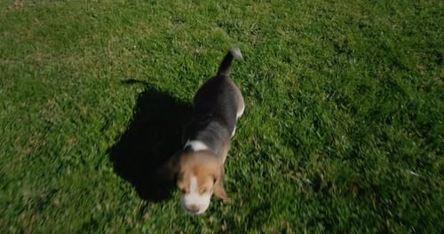 A Funny Thoroughbred Beagle Puppy Runs on the Green Grass Tracking Slow Motion Video