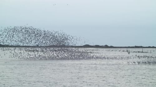Flock of Birds Flies Above Water Near Shore