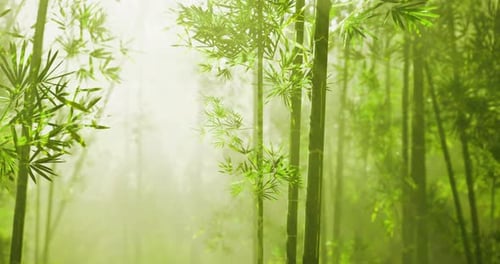 Dense Bamboo Forest with Sunlight Filtering Through Lush Green Foliage