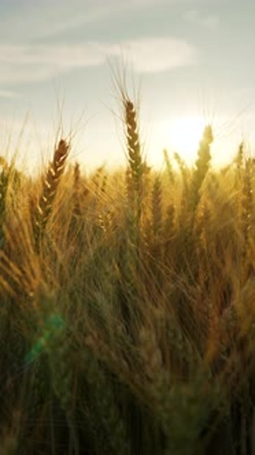 Golden Wheat Field at Sunset in the Countryside
