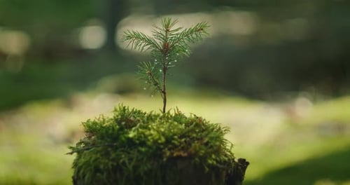 Closeup of Moist Conifer Seedling Growing on Mossy Stump in Shaded Forest