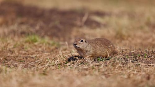 Esquilo engraçado olha para fora do buraco. Little Ground Squirrel ou Little Suslik Spermophilus Pygmaeus é