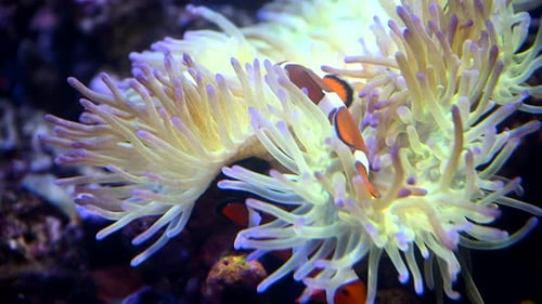 A Nemo Fish Plays Hide and Seek Amongst the Moving Tentacles of a Soft Sea Anemone Clownfish or