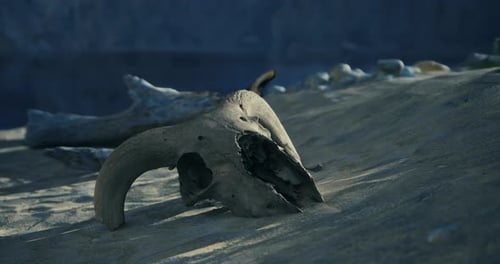 Weathered Animal Skull in Desert Time-lapse Animation
