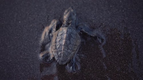 Extreme Nahaufnahme einer jungen Meeresschildkröte in Zeitlupe, die im nassen Sand in Richtung Meer kriecht.