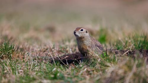 Retrato de um esquilo engraçado, esquilo terrestre pequeno ou pequeno Suslik Spermophilus Pygmaeus é um
