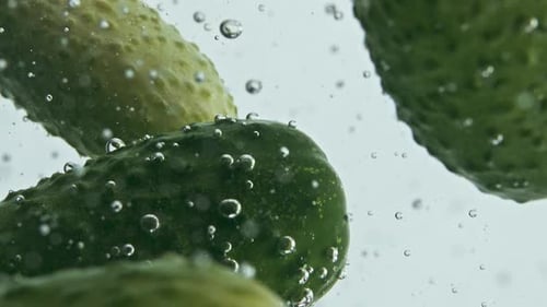 Cucumbers Floating underwater Close Up