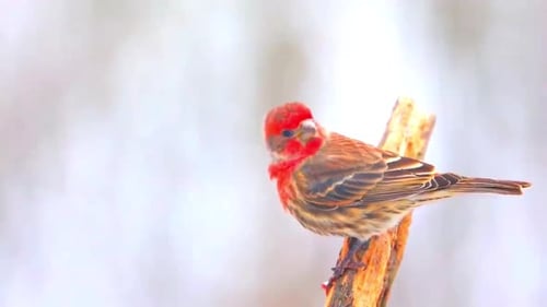 Close-Up of Birds Perched on Branch