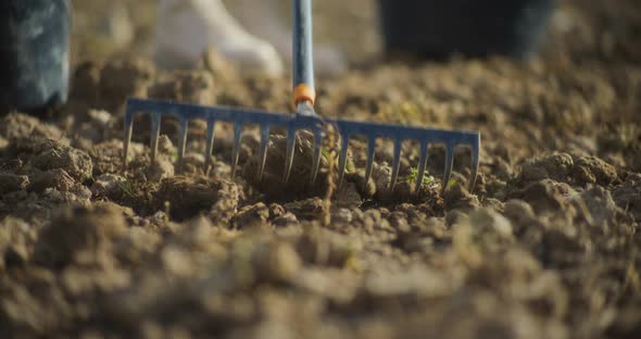 Close Up Of Rake Breaking Up Clods Of Soil Preparing Soil For Growing ...