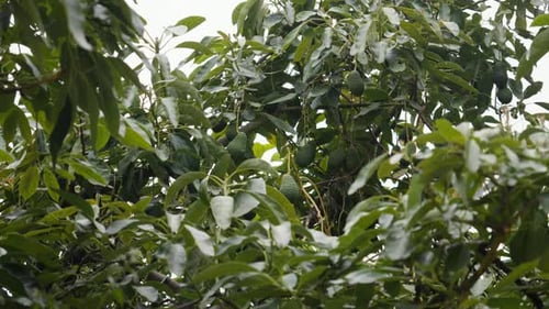 Lush avocado orchard with ripe fruits on a breezy day.