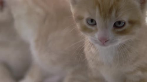 Ginger Kitten Meows in Close Up Shot