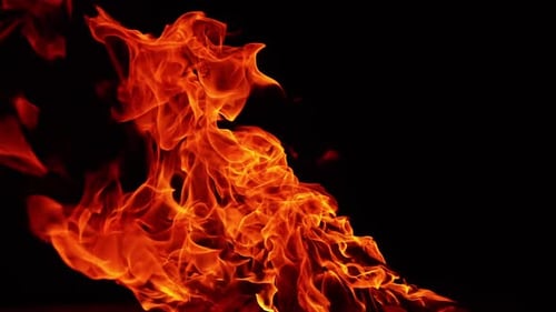 Large campfire burning close up. Logs of wood in the fire. Black background.