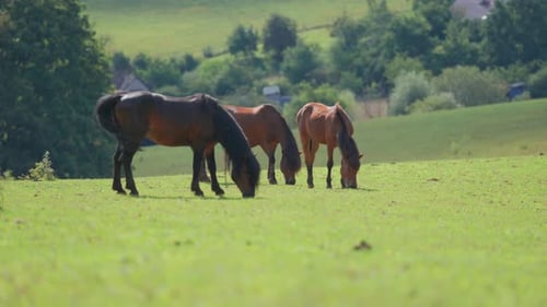 Pferde ernähren sich an einem sonnigen Tag ruhig von Gras auf einer weitläufigen grünen Wiese, Bäume und ein Haus in Sichtweite.