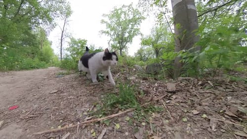 Cat in the park.