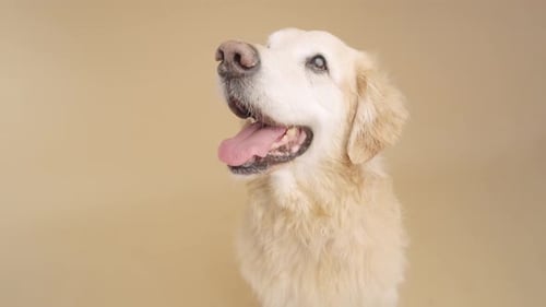 Golden Retriever Posing on Solid Color Background